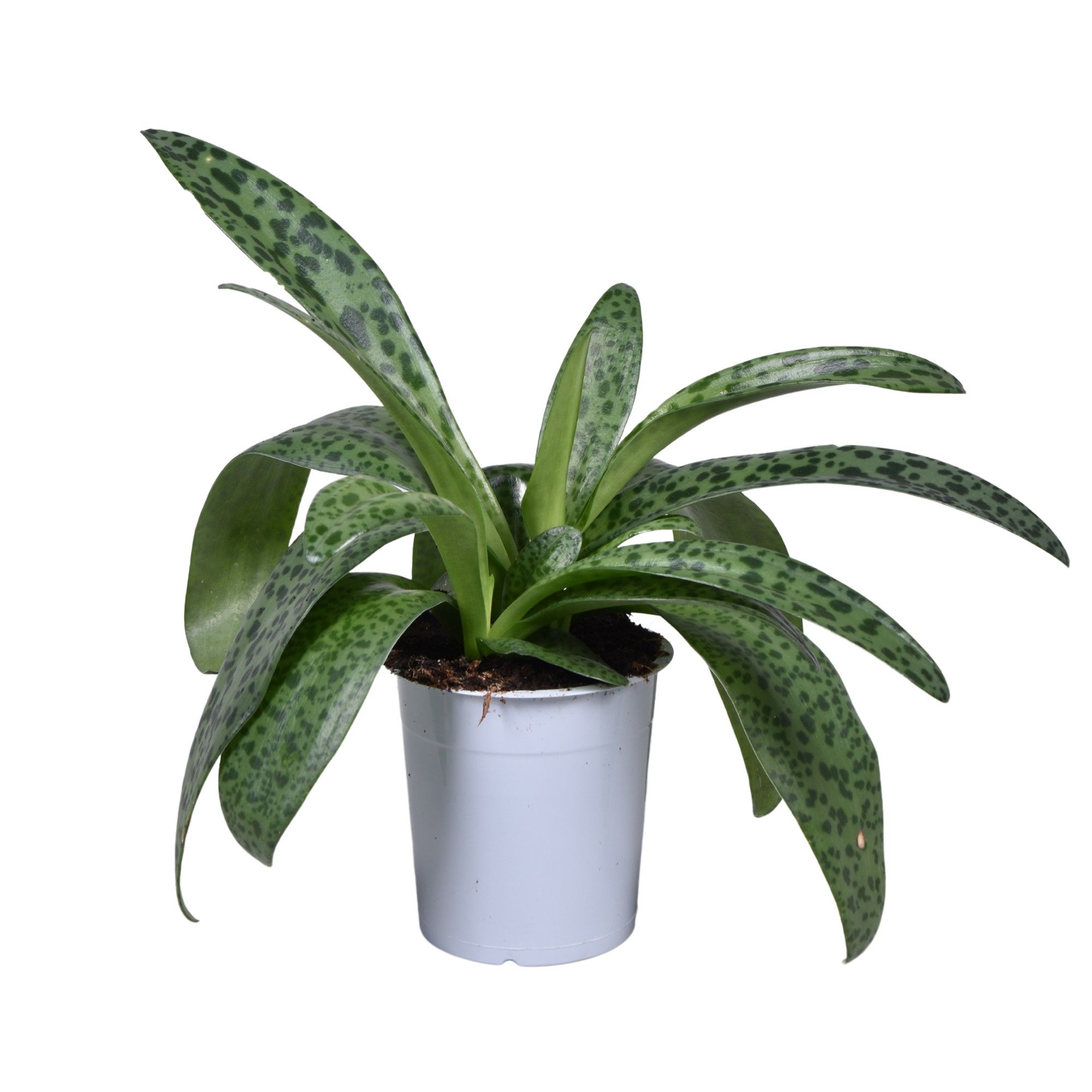 Drimiopsis kirki, D 12