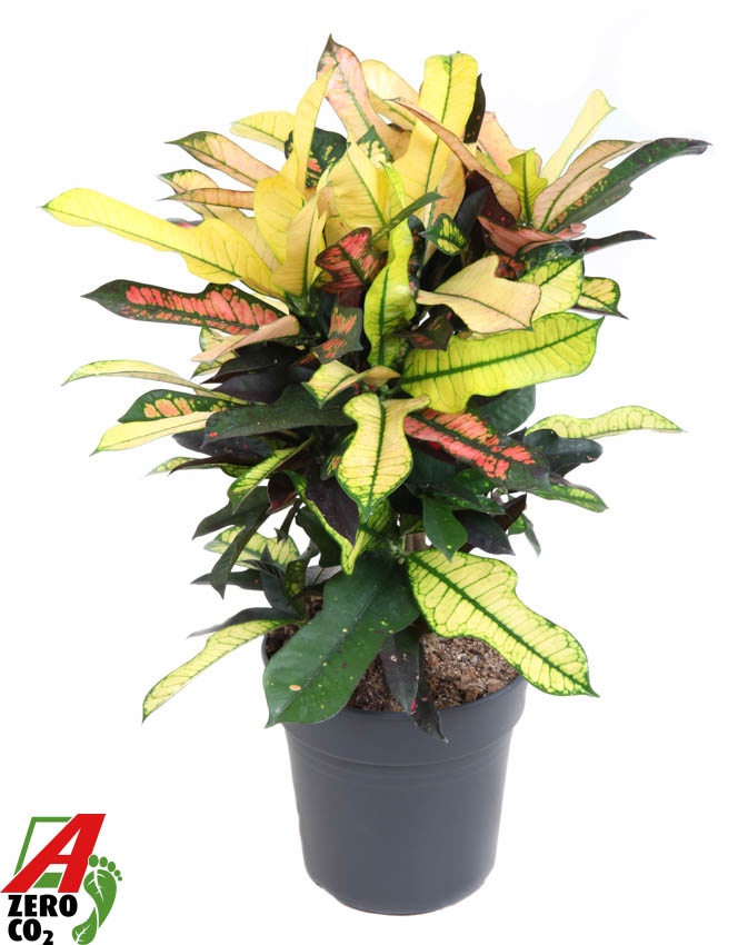 Codiaeum Wilma vertakt P21, D 21