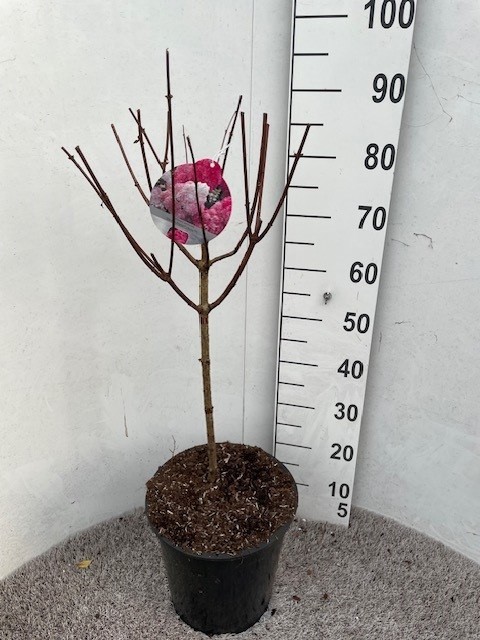 Hydrangea pan. Vanille Fraise 40-50 stam P28 C10, D 28