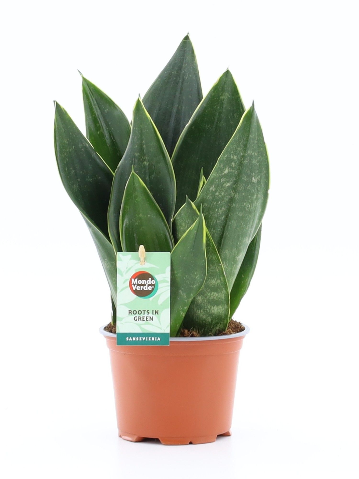 Sansevieria Black Diamond, D 12
