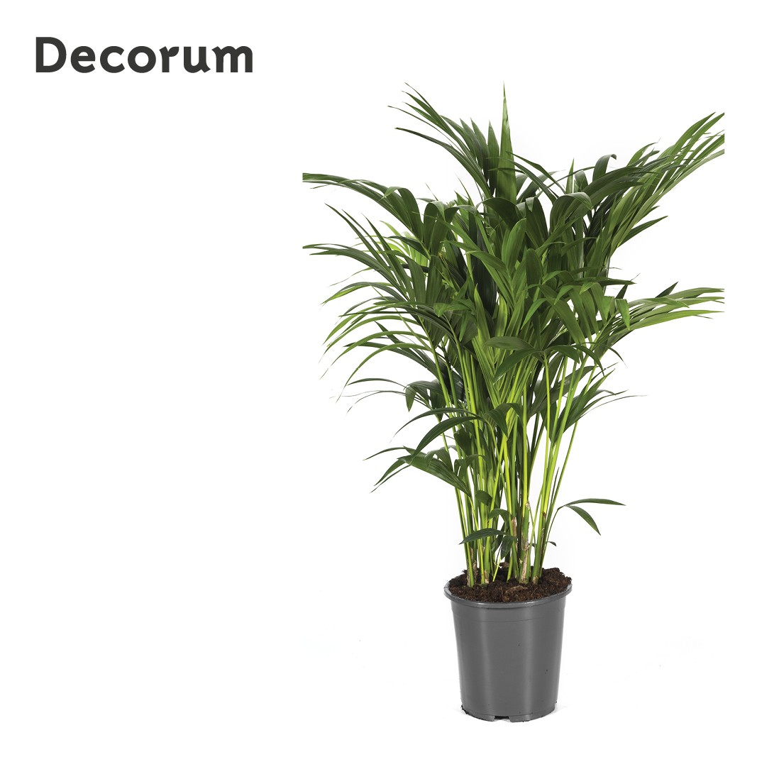 Howea forsteriana 120cm (Kentia) Decorum, D 27