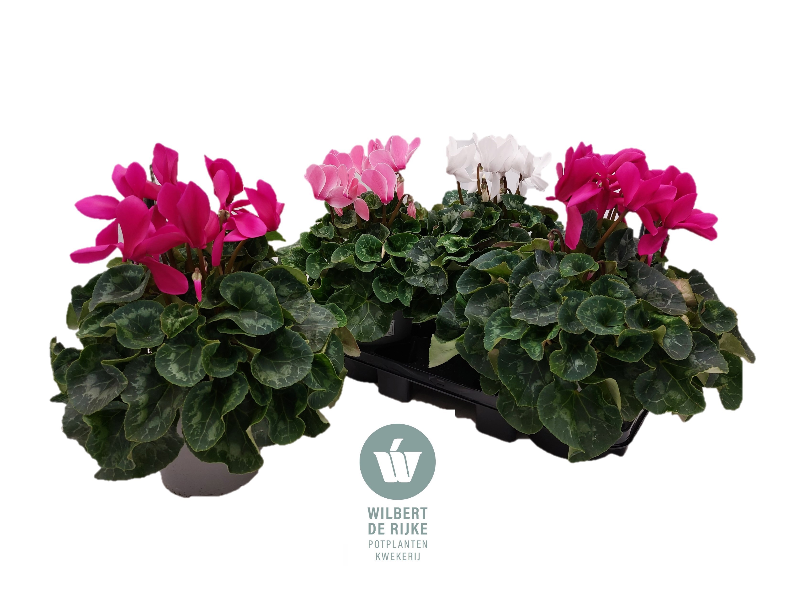 Cyclamen Mammoth Gemengd in tray, D 17 cm Cyclamen Mammoth Gemengd in tray, D 17 cm