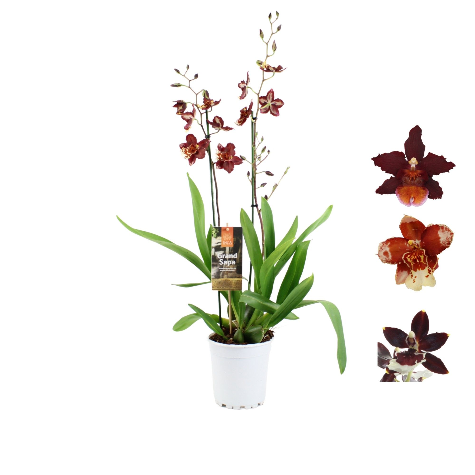 Inca Grand Sapa Cambria 2 spike mix 17cm touve, D 17