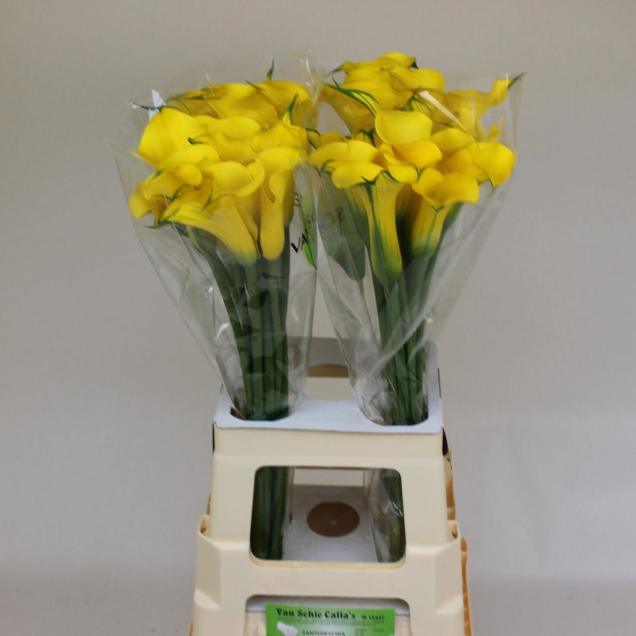 Калла Голд Медал 70, шт.