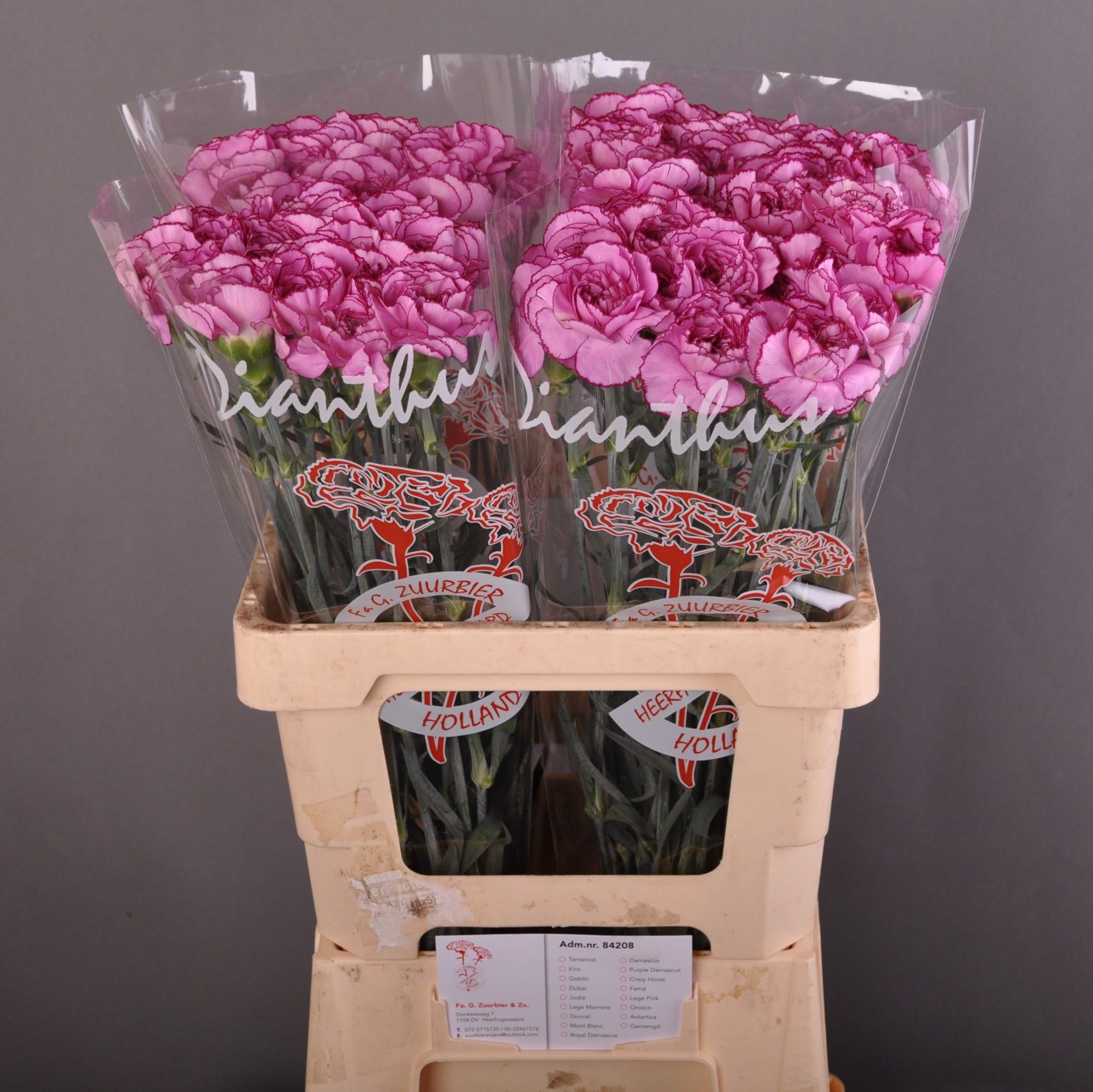 Диантус од. Роял Дамаскус, шт.