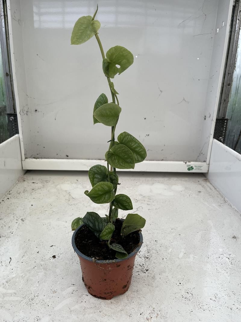 MONSTERA OBLIQUA 'DUBIA', D 12 cm