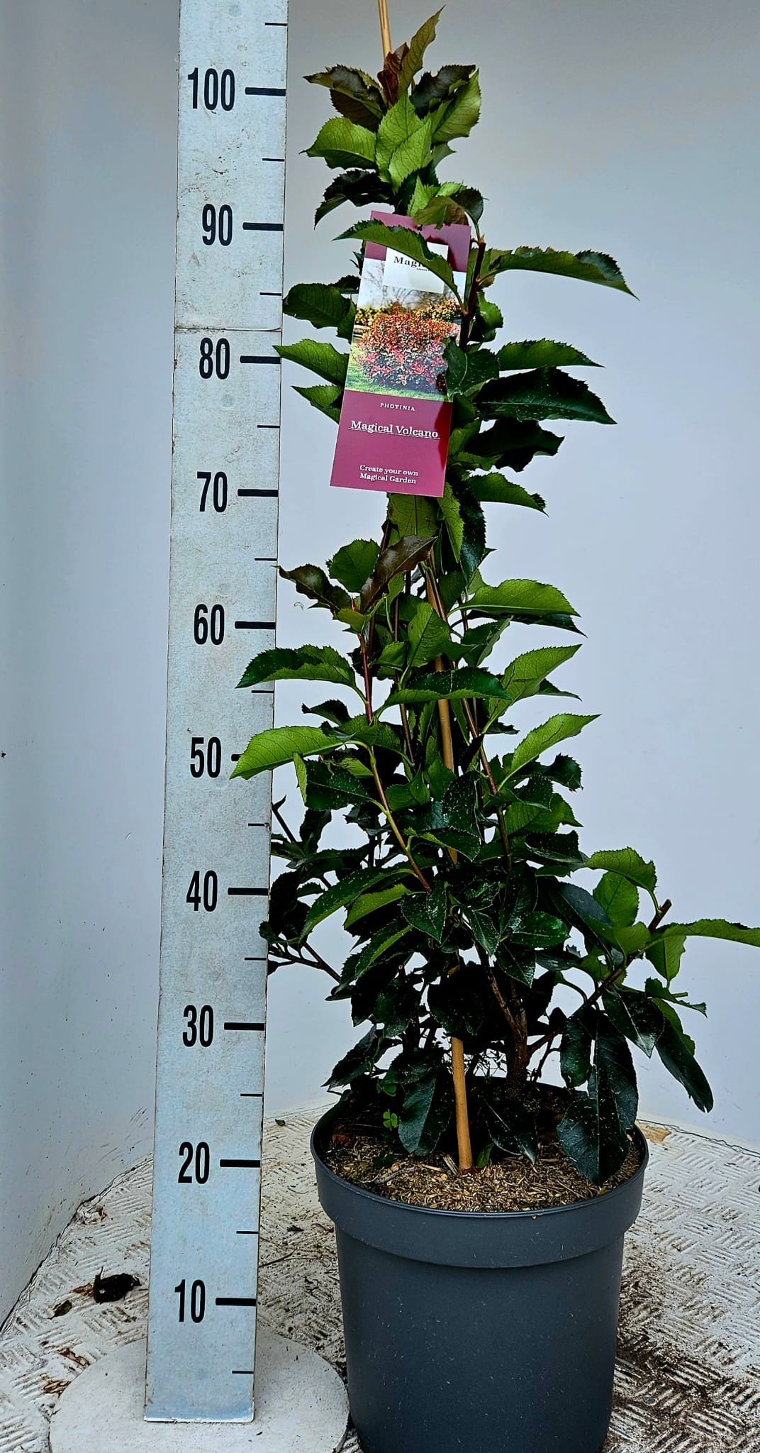 Photinia fra. 'Magical Volcano', D 23
