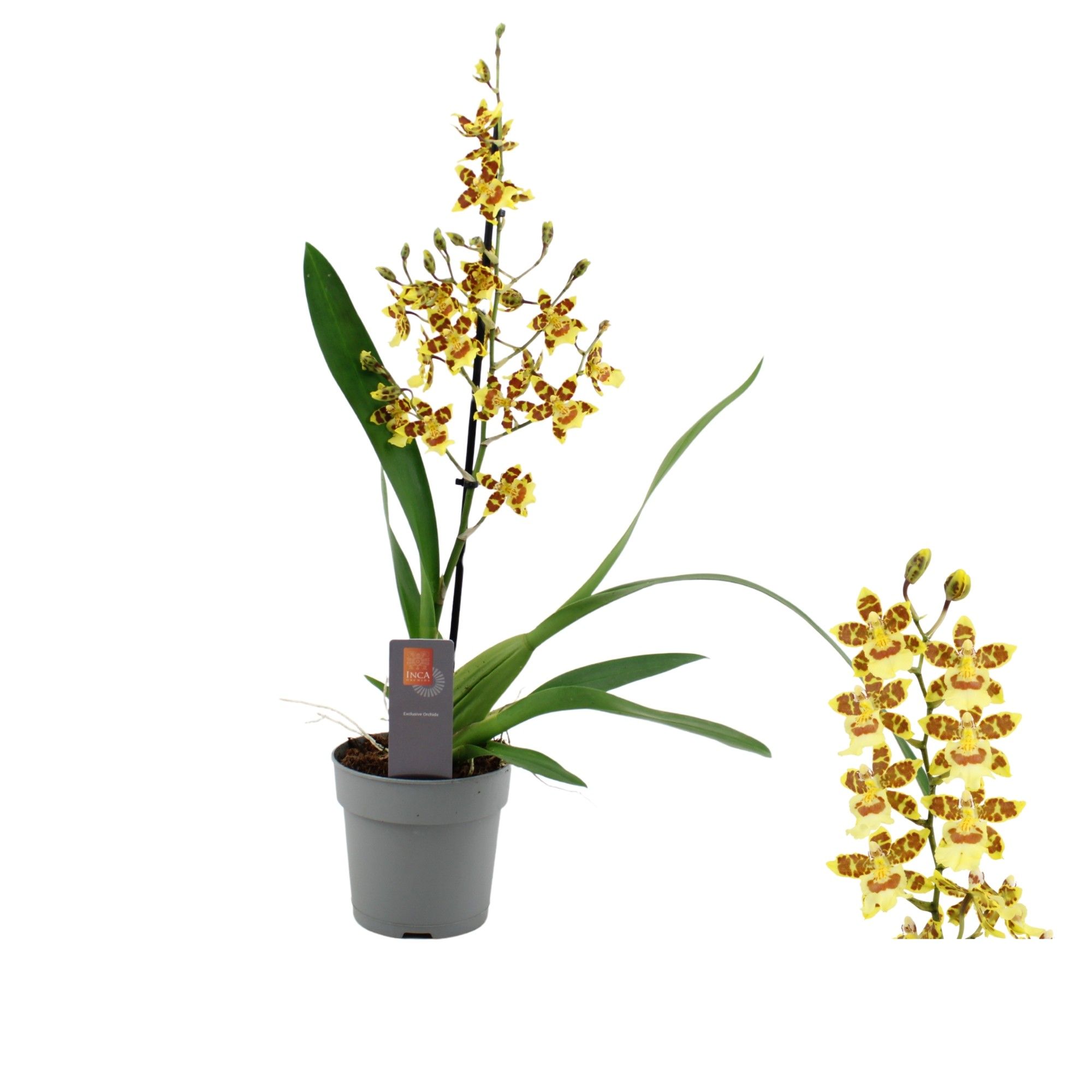 Inca Cambria Pacific Sunset 1 spike, D 12 cm