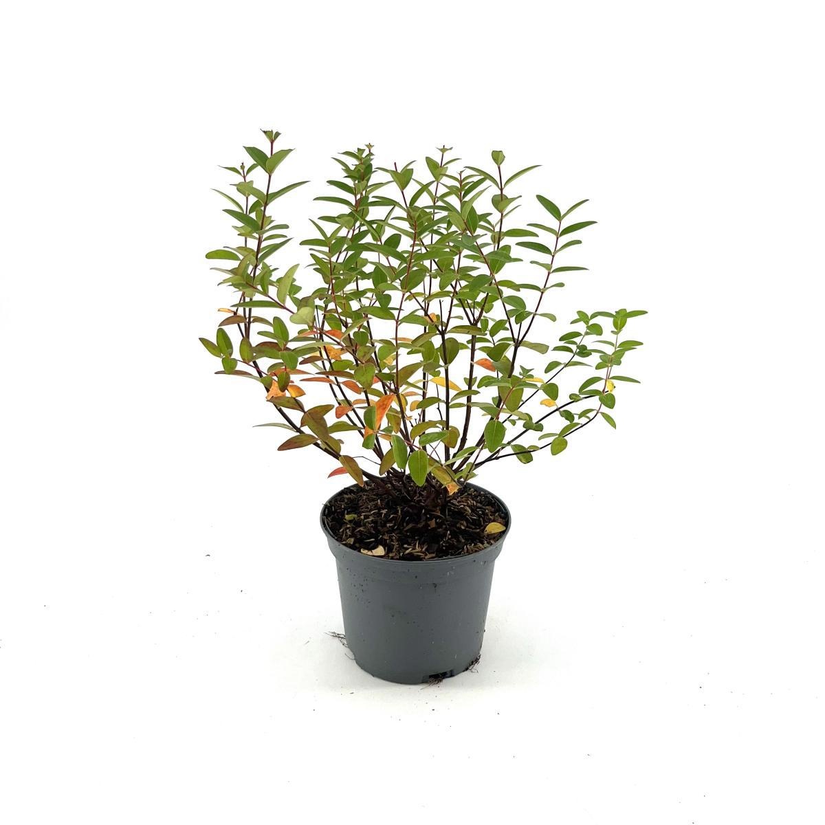 Hypericum 'Hidcote', D 17