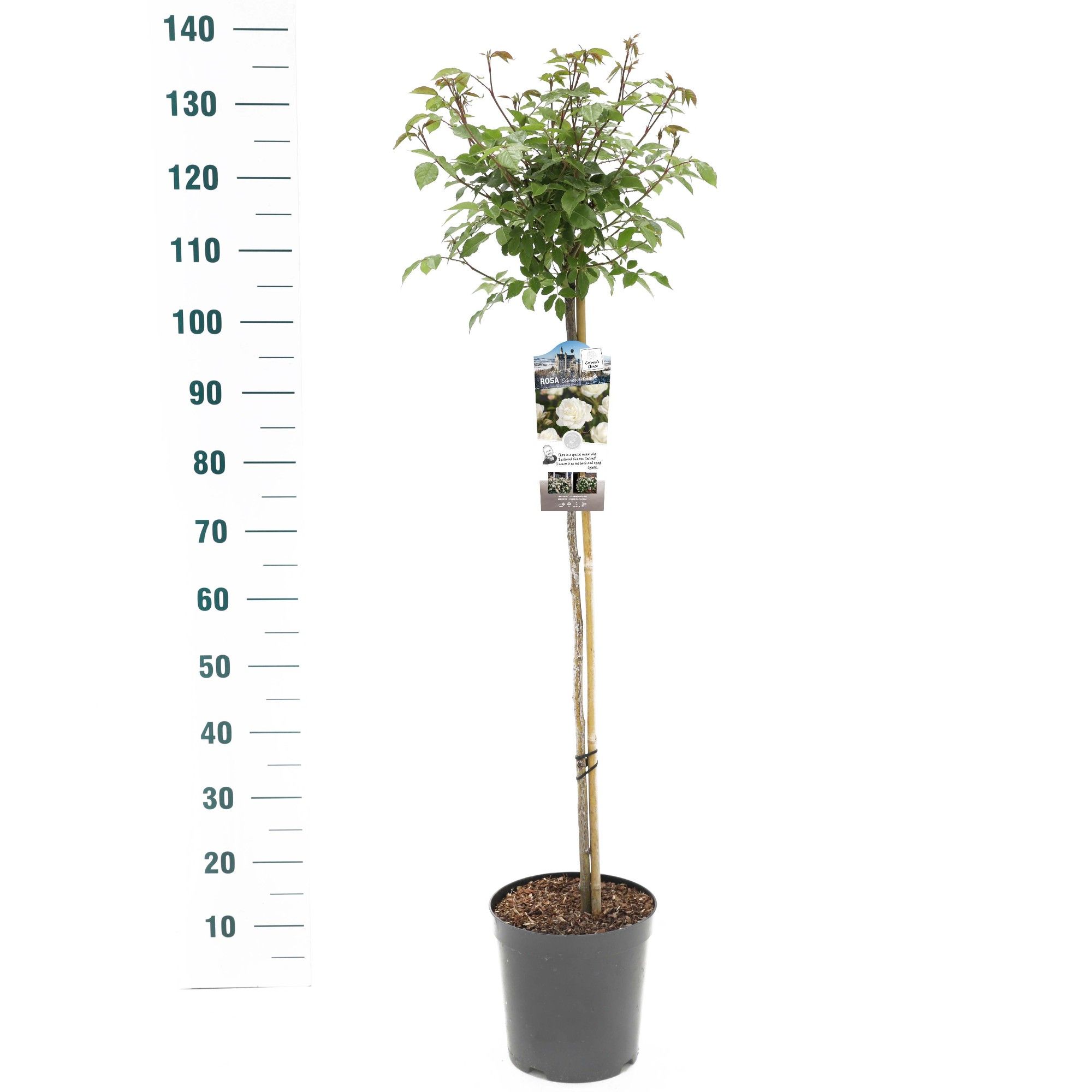 Rosa 'Schneewittchen' - 90 Stam - Exclusive Collection, D 24 cm