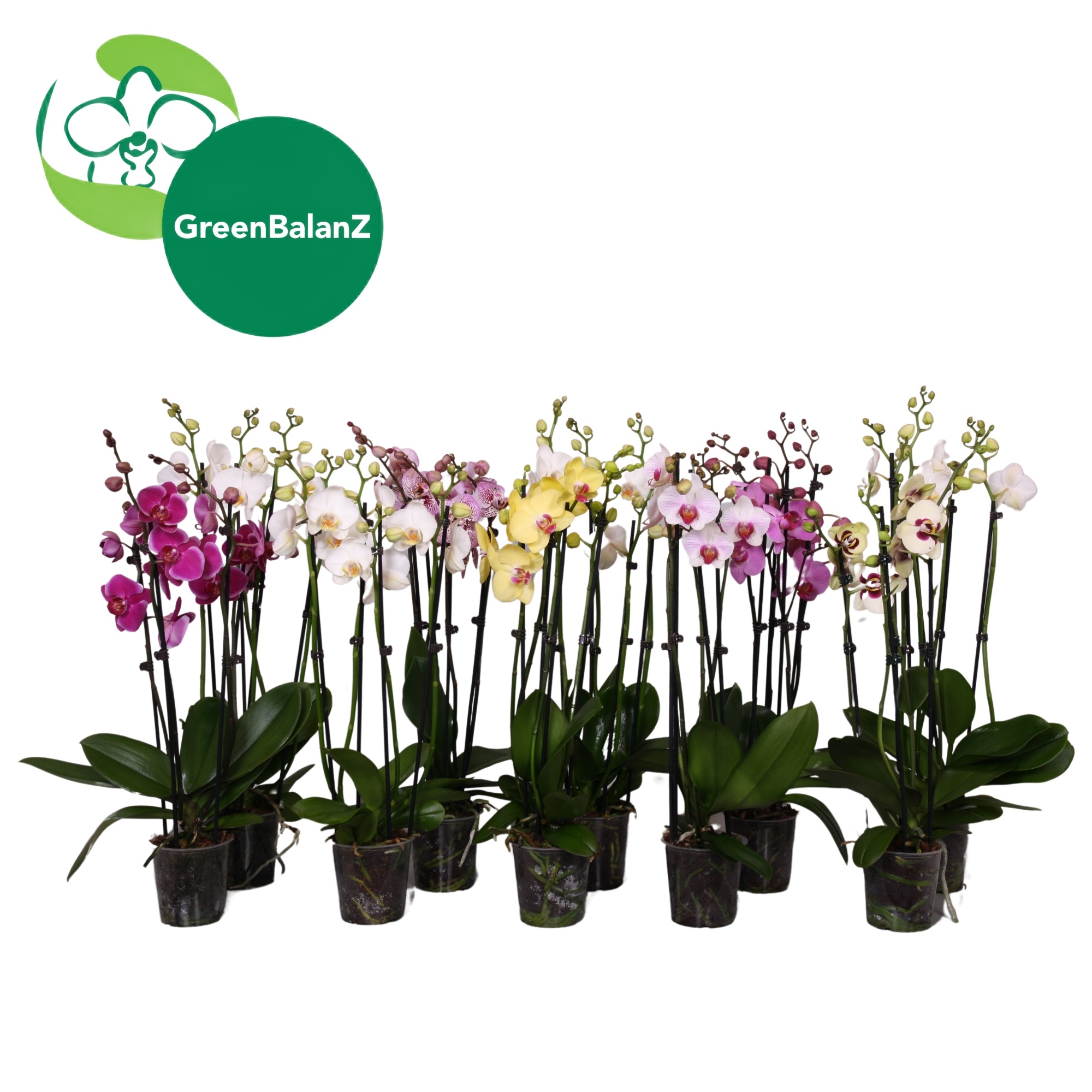 BalanZ - Mix 4 tak, D 12