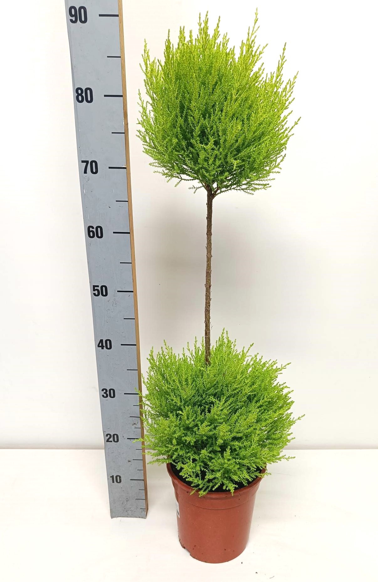 Cupressus Goldcrest Wilma "p19 duobol", D 19