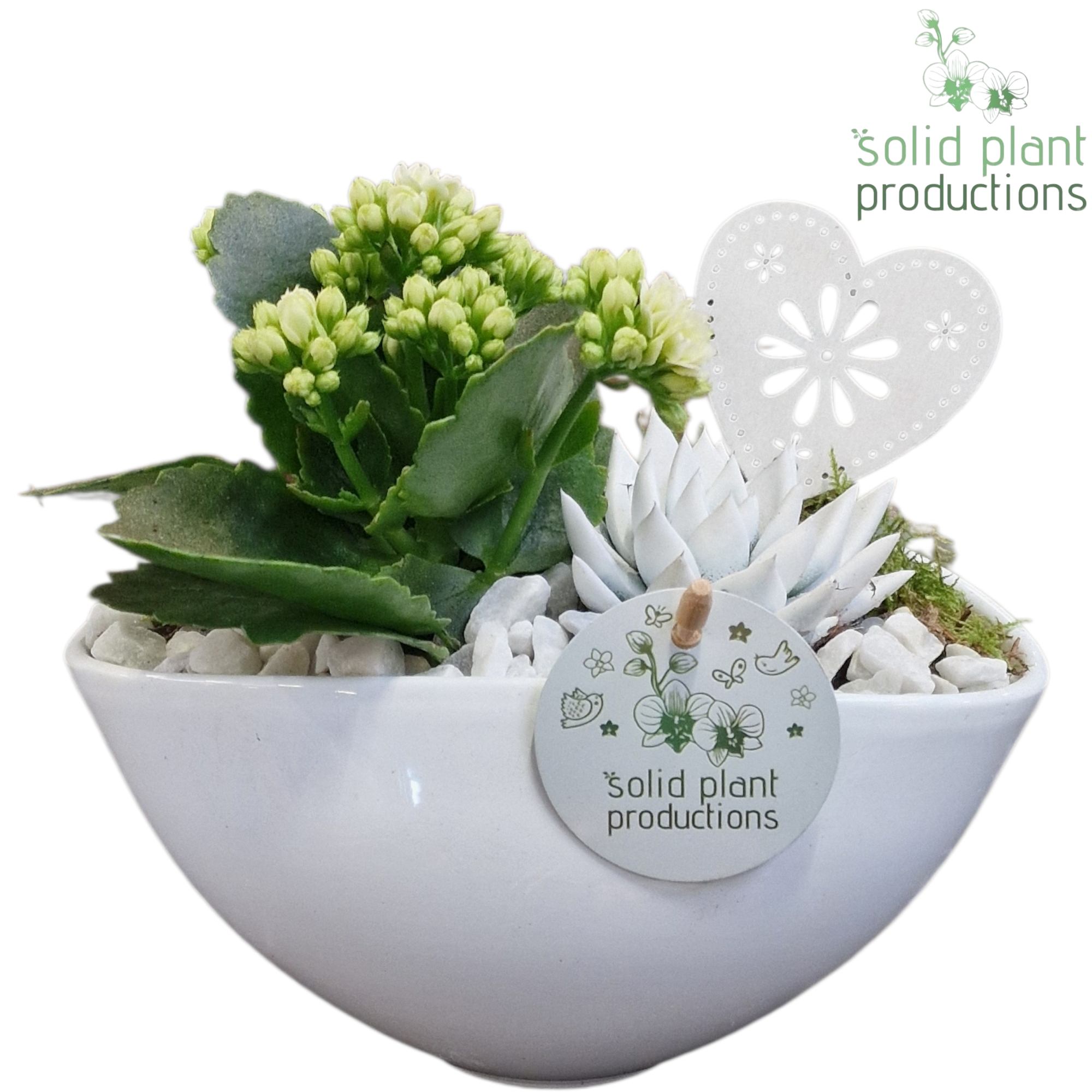 KE006 Katty White VM, D 19