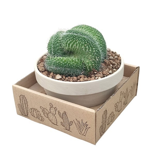 MAMMILLARIA SPINOSSIMA UN PICO CRESTED - WHITE GRANITE BOWL Ø 15 - CARDBOARD BOX 15X15 CM, D 15