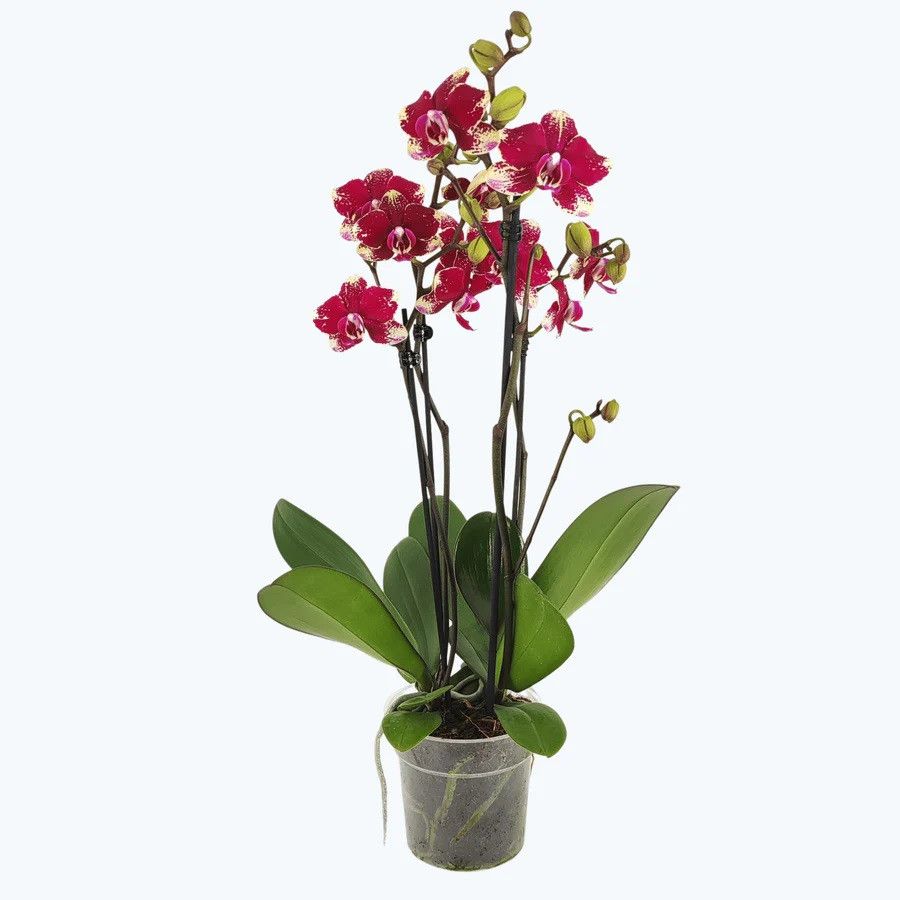 Phal. 3-4 tak 'Rombley' 12 cm Topf 'Two of Us', D 12