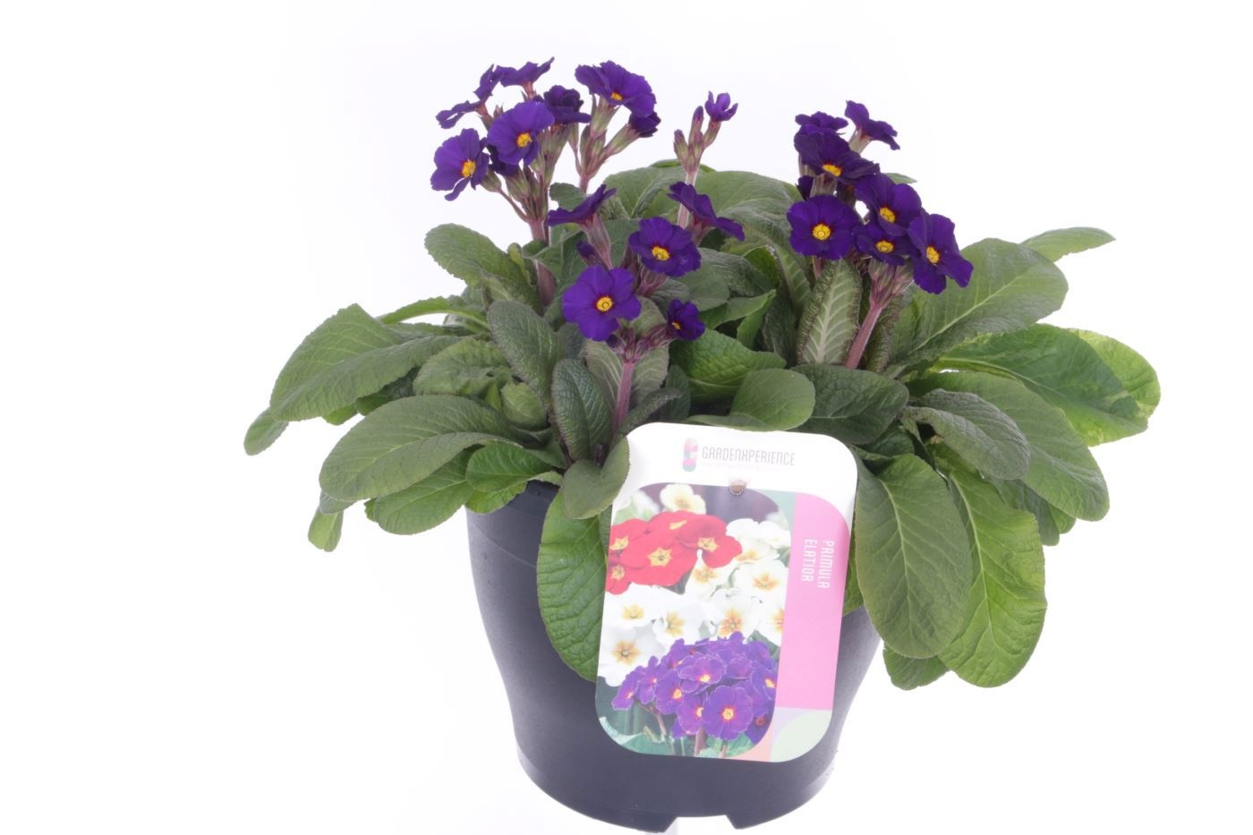 Primula elatior Veristar Late Blue, D 23