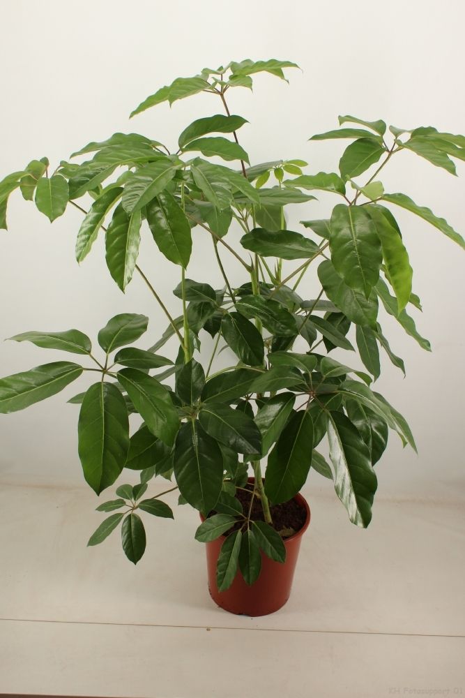 schefflera amate 30 cm pot, D 30