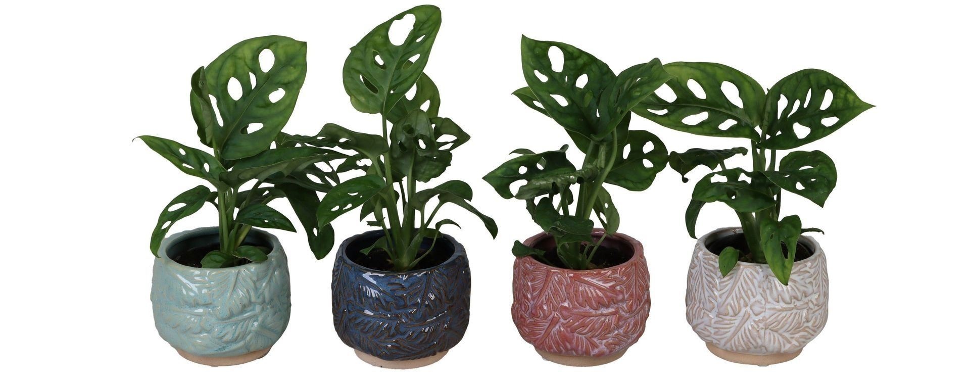 L 67147 With Monstera 6 cm, D 6