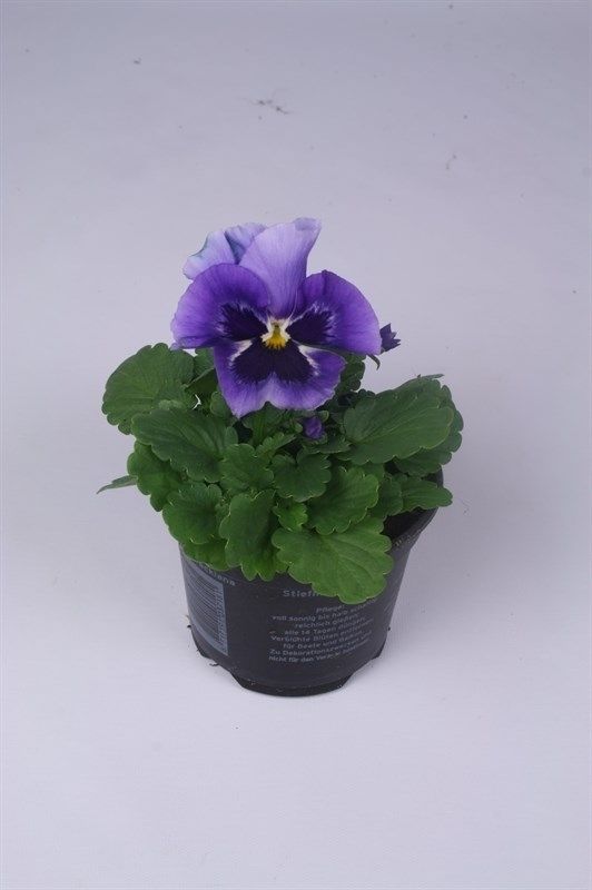 Viola x wittrockiana 'Flair Light Blue', D 9 cm