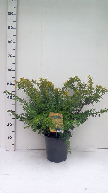 Taxus bacc. 'Summergold', D 19 cm