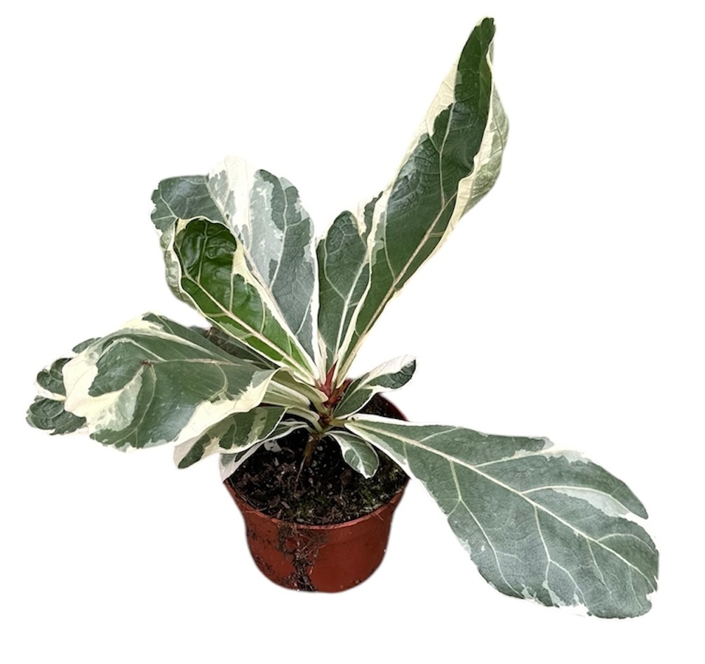 Ficus Lyrata Variegata, D 9