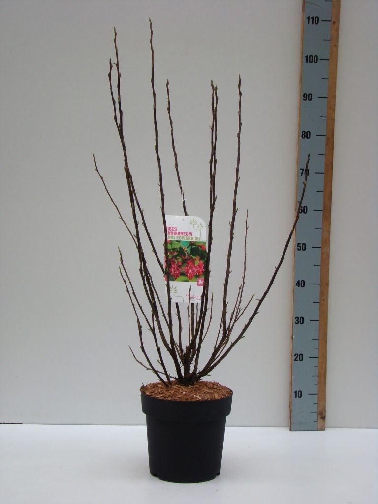 Ribes sang. 'King Edward' C 4,6, D 23