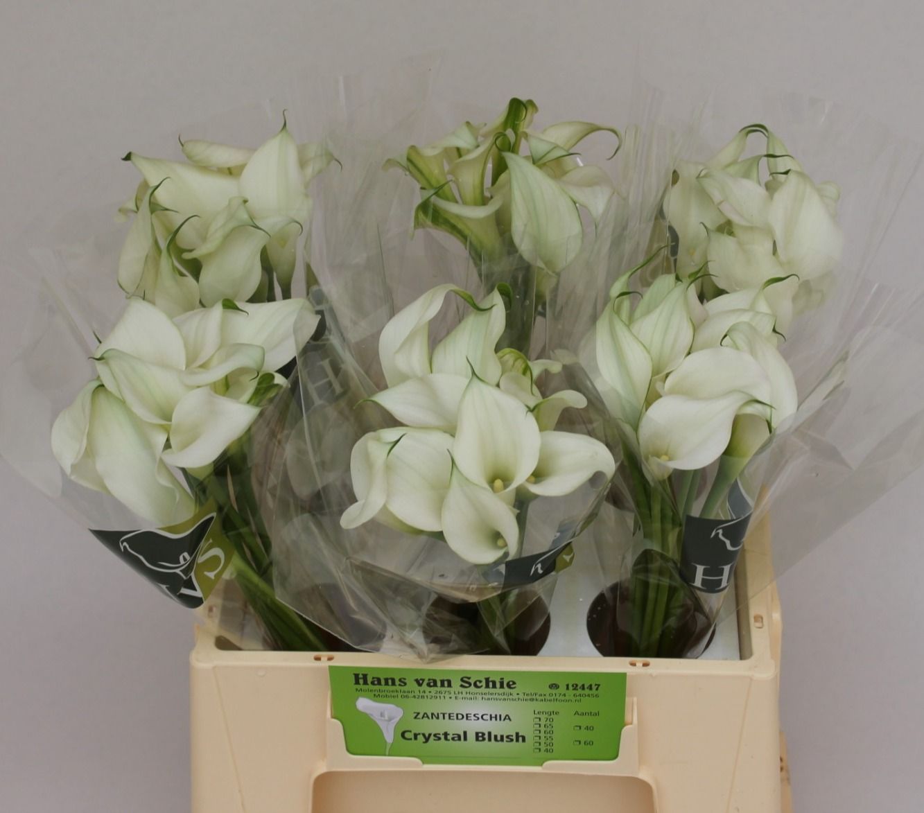 Калла Кристал Блаш 40 (бел.), шт.