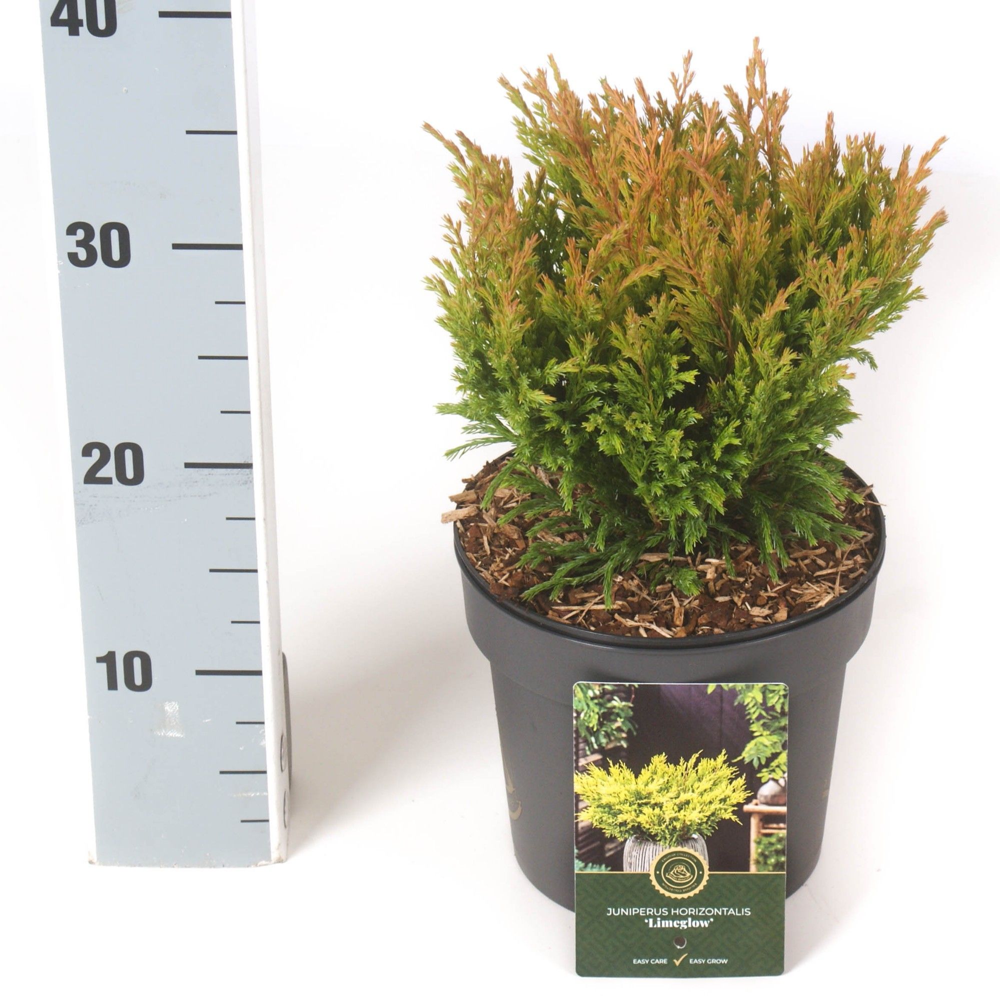 Juniperus h. 'Limeglow', D 18