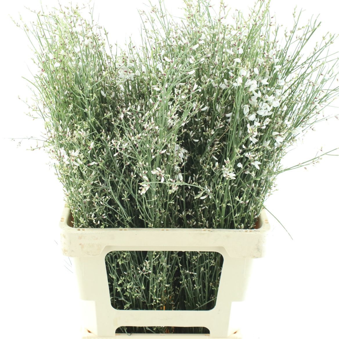 Гениста Вайт за пучок 60, пуч.