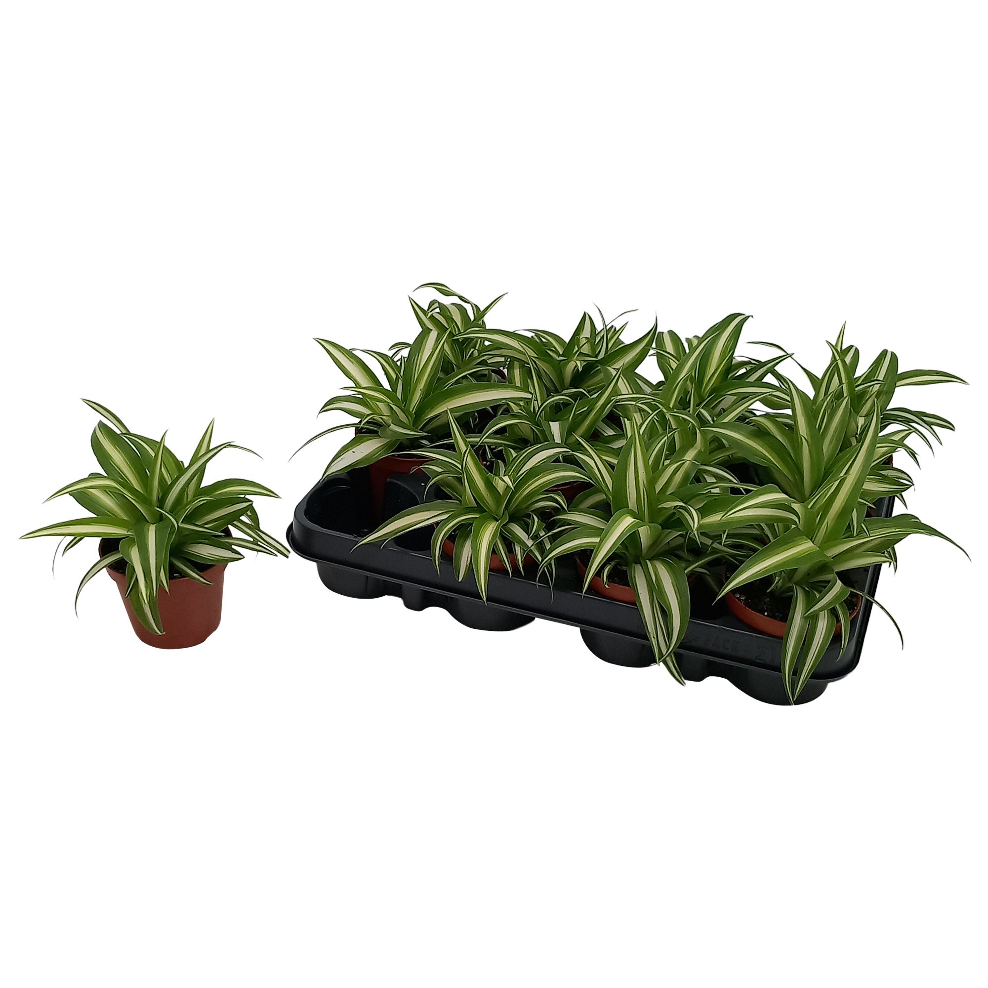 Chlorophytum Com 'Variegatum', D 8,5