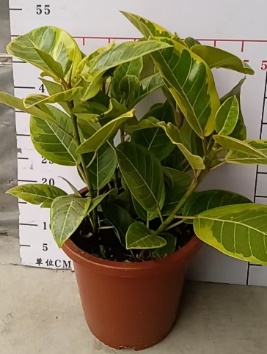 Фикус (9 инчес) Лаки Фиг 27 50