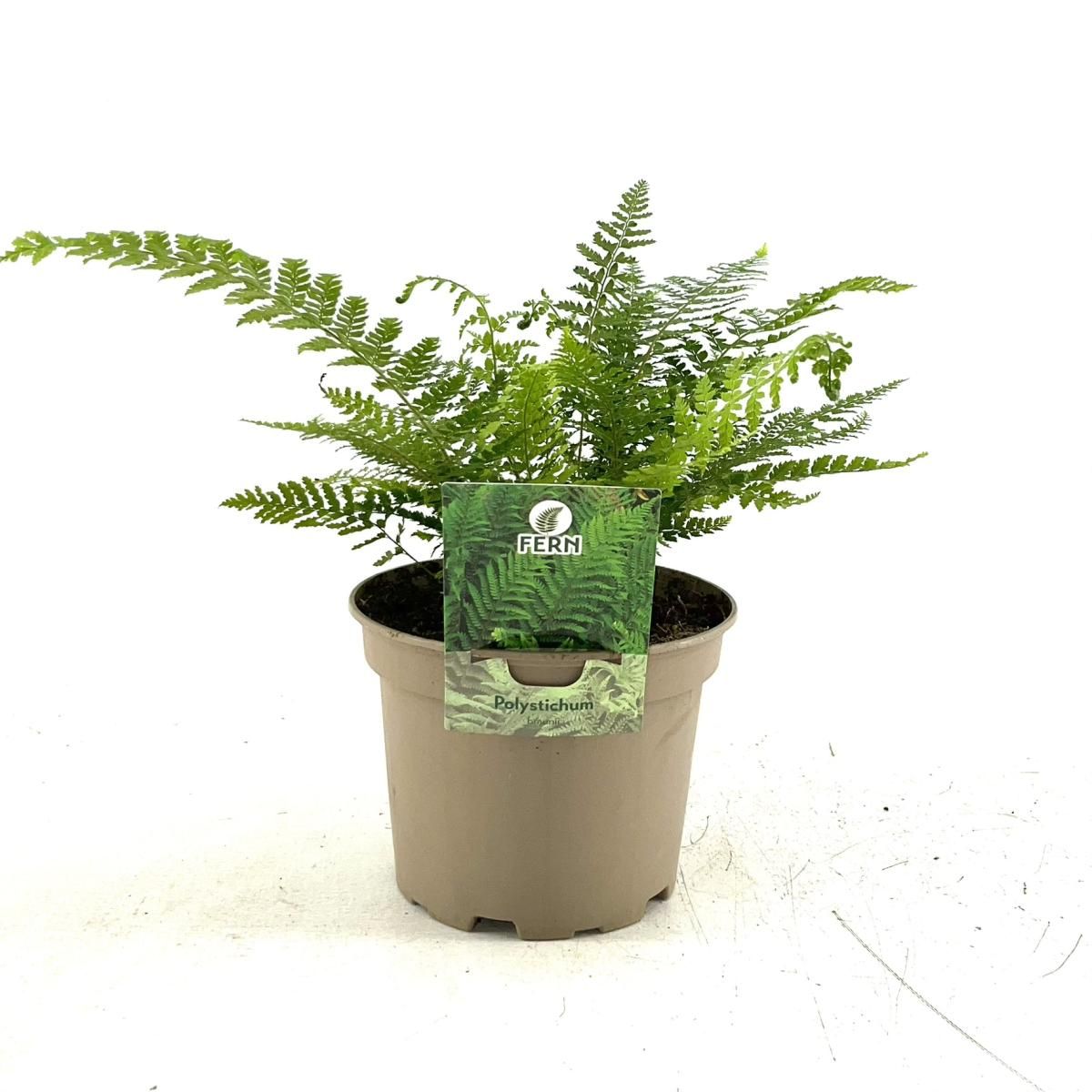 Polystichum braunii, D 17