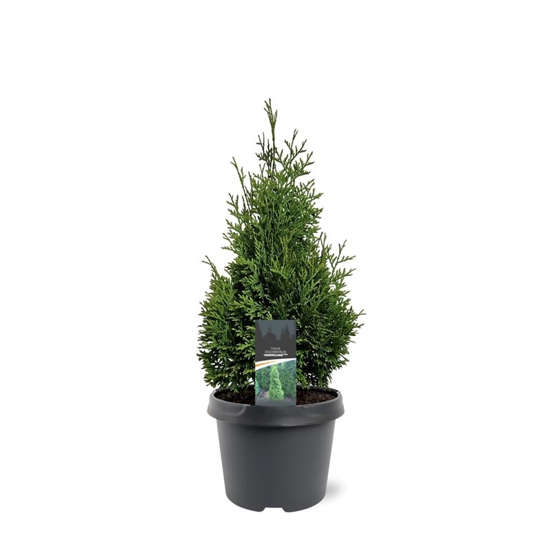 Thuja occidentalis 'Hurricane' (pbr), D 19