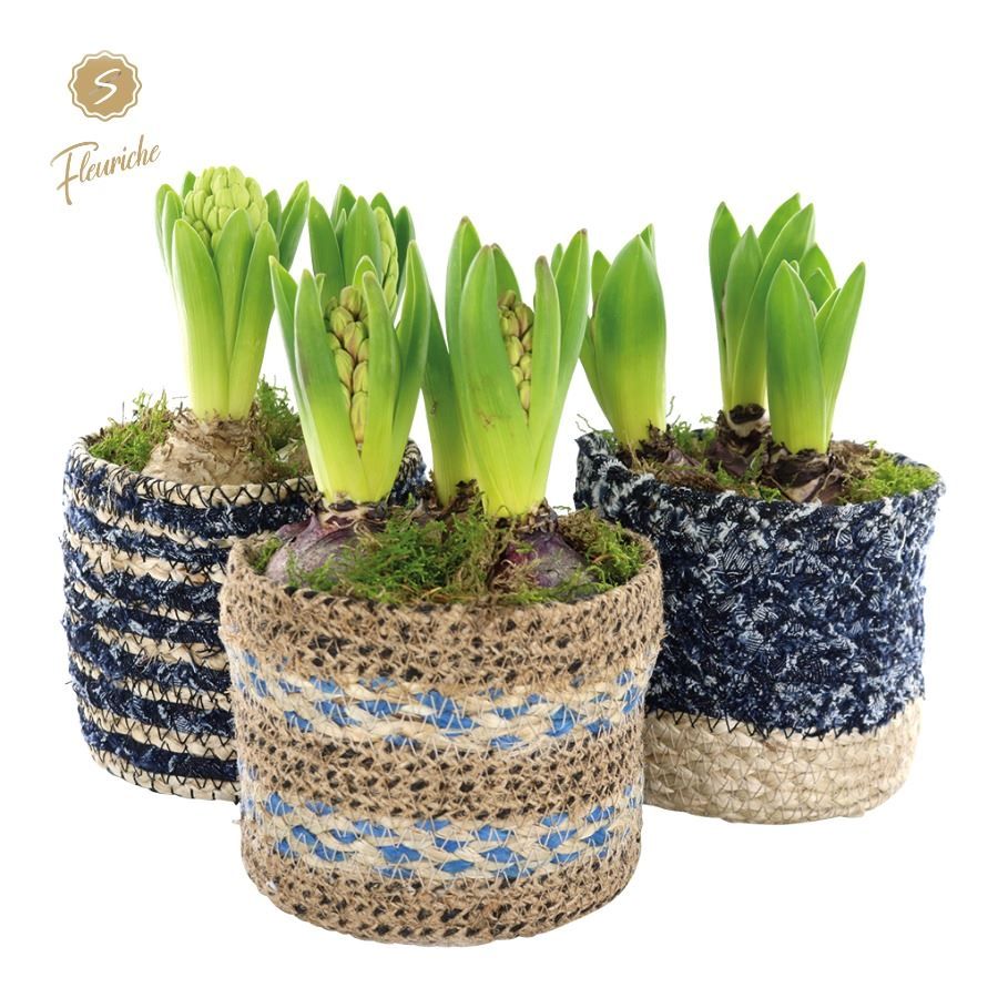 (3702) Hyacint Blue Jeans [M] 3pp Mos, D 23 cm