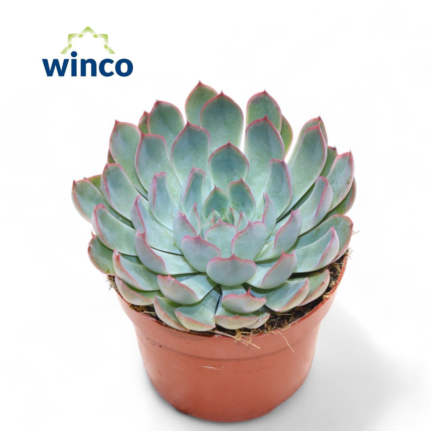 Echeveria Pink Edge, D 10,5