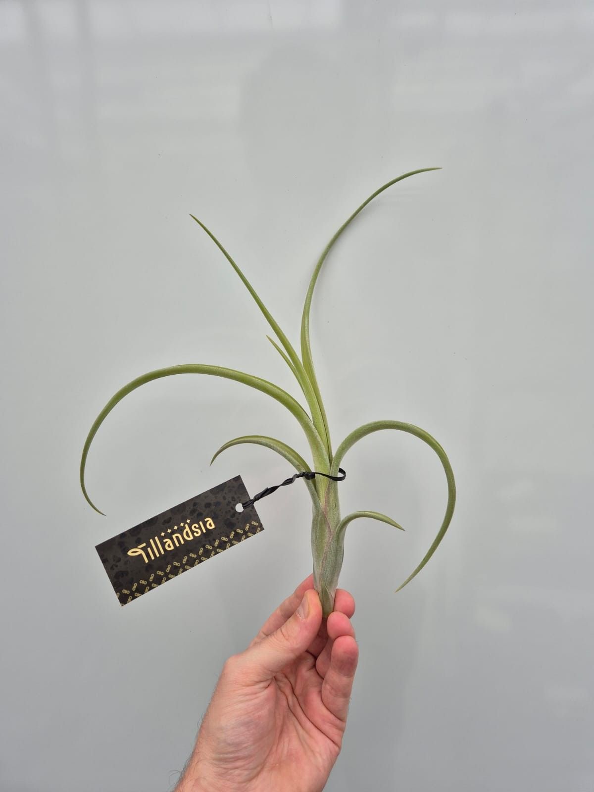 Tillandsia Intermedia L met Label, D 15