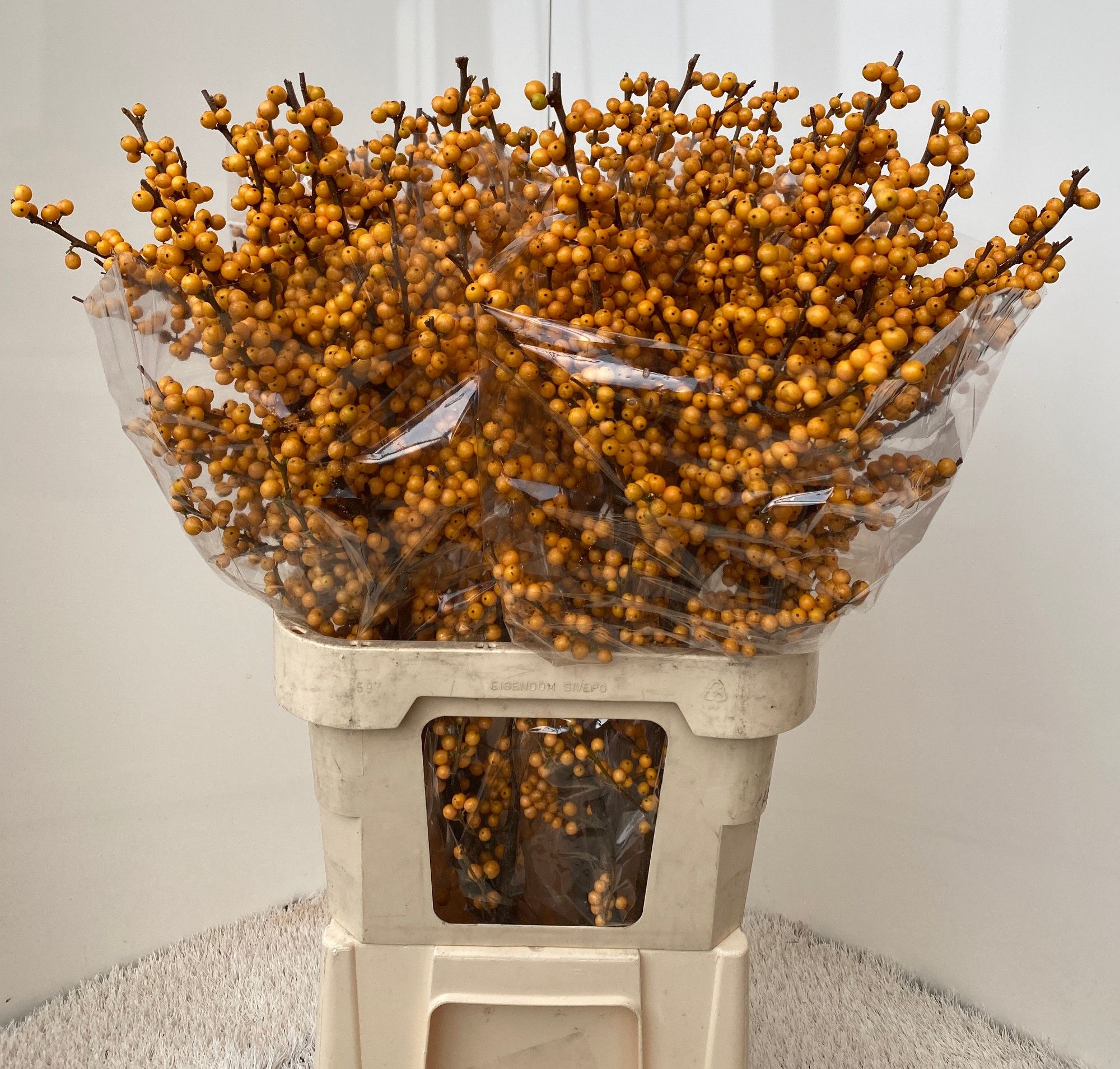 Илекс Голден Вербум 90, шт.