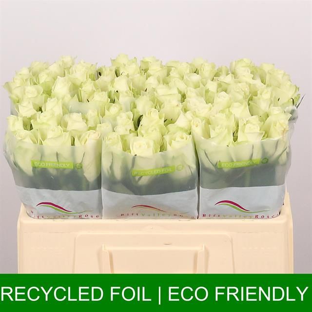 Роза од. Атена 50, шт.