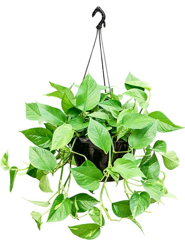 Scindapsus (Epipremnum) 'Aureum' (60-80), D 25