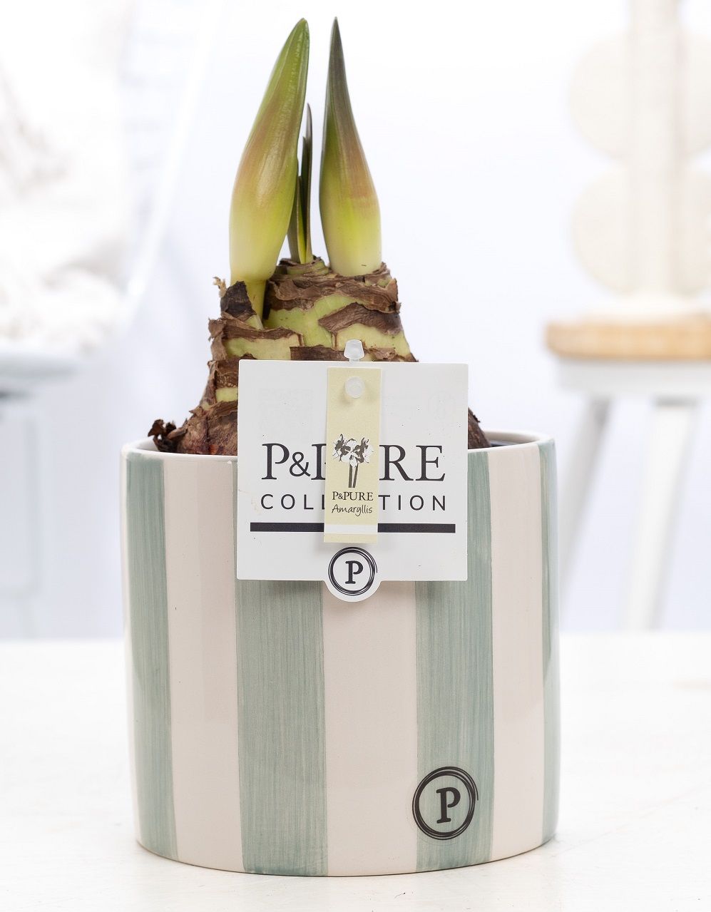 Hippeastrum white in P&PURE Eline 2 ceramics green, D 12