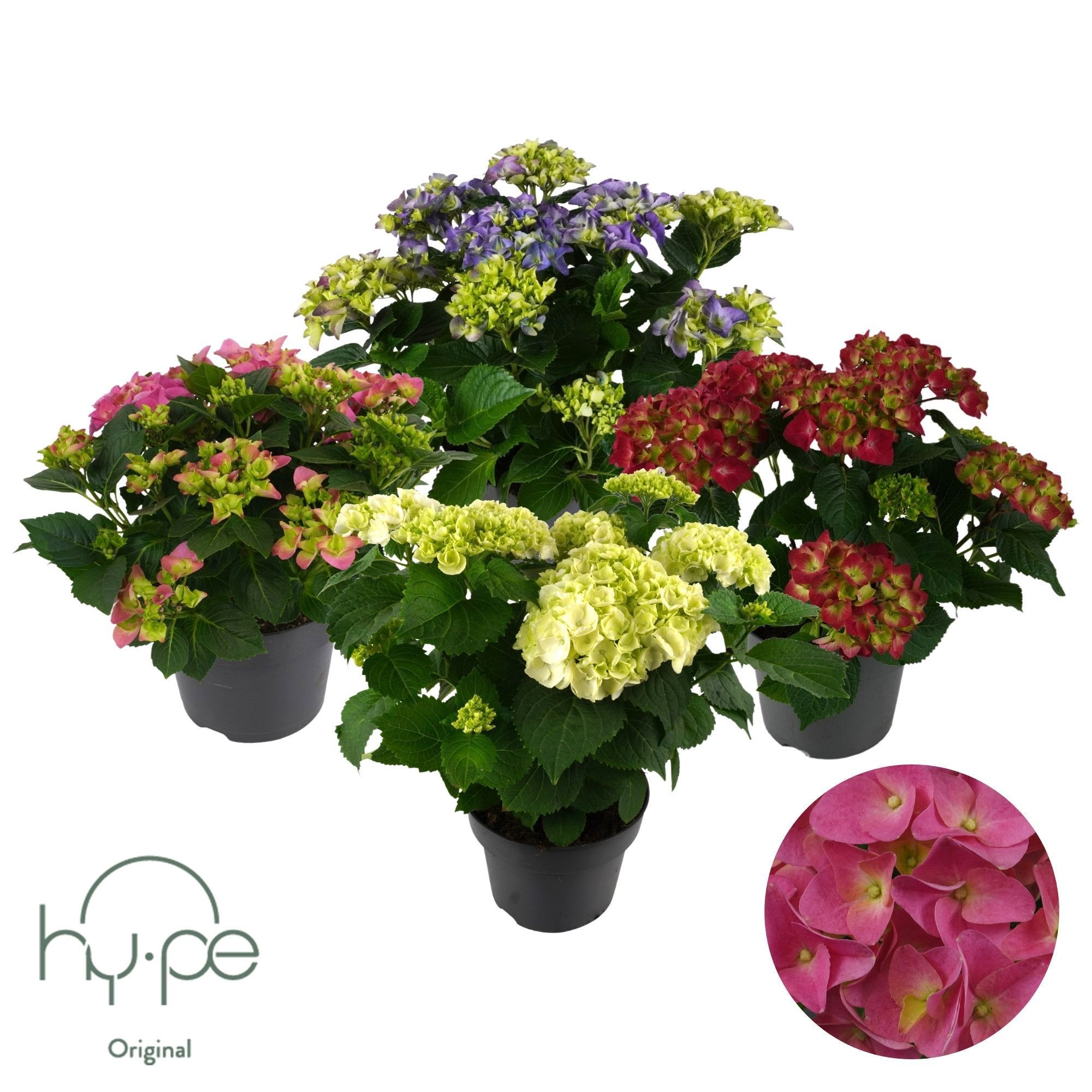 Hydrangea Mophead Mix 7+ | Hy-pe Original, D 23