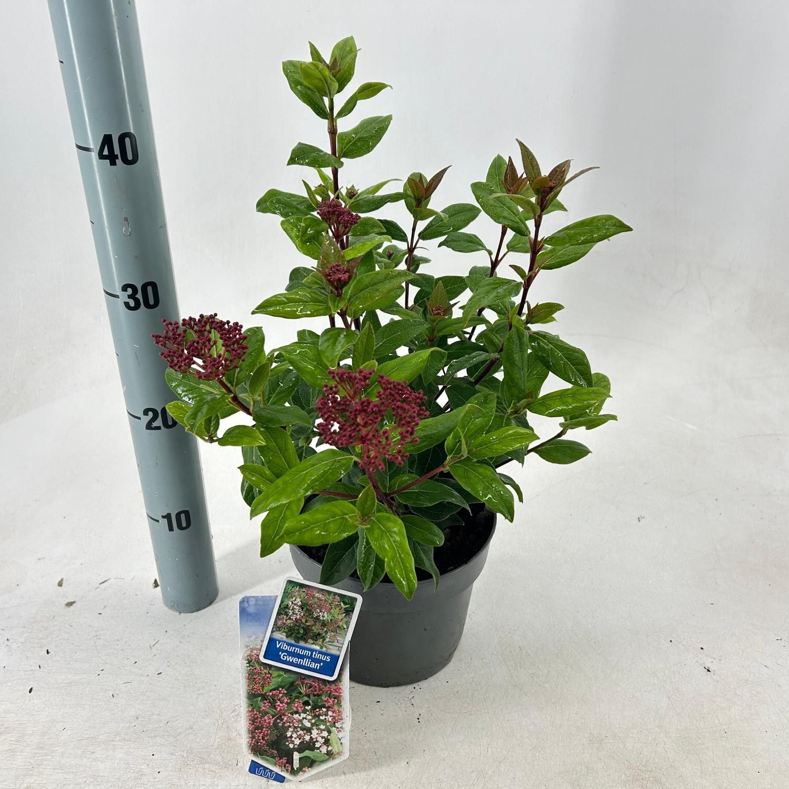 Viburnum tinus ‘Gwenllian’, D 17