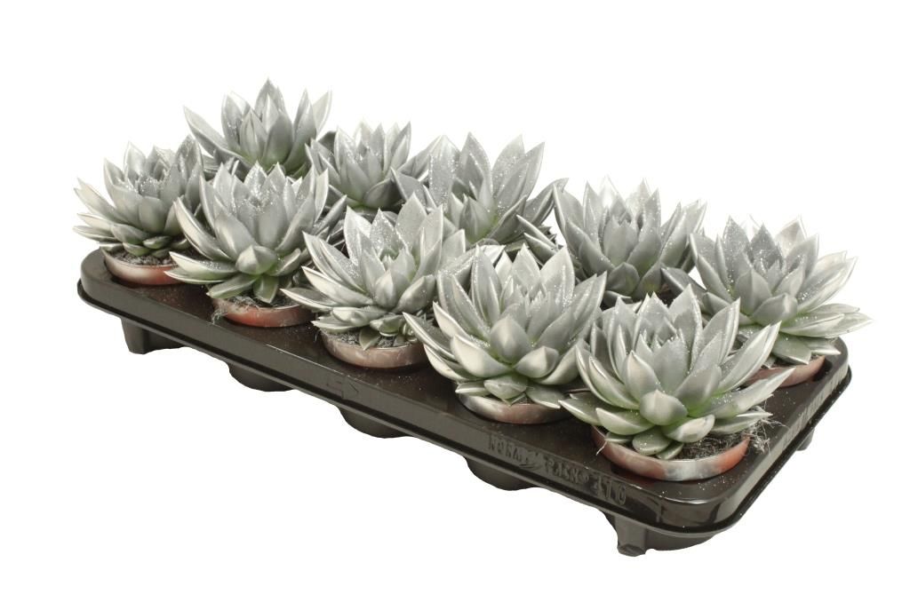 Miranda coloured silver + Natureglit®, D 10,5