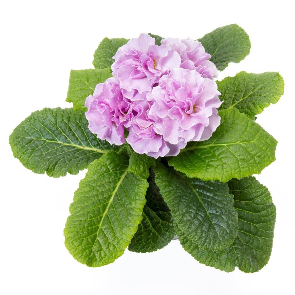 PRIMULA VULGARIS-HYBRID 'PRINCESS', D 11