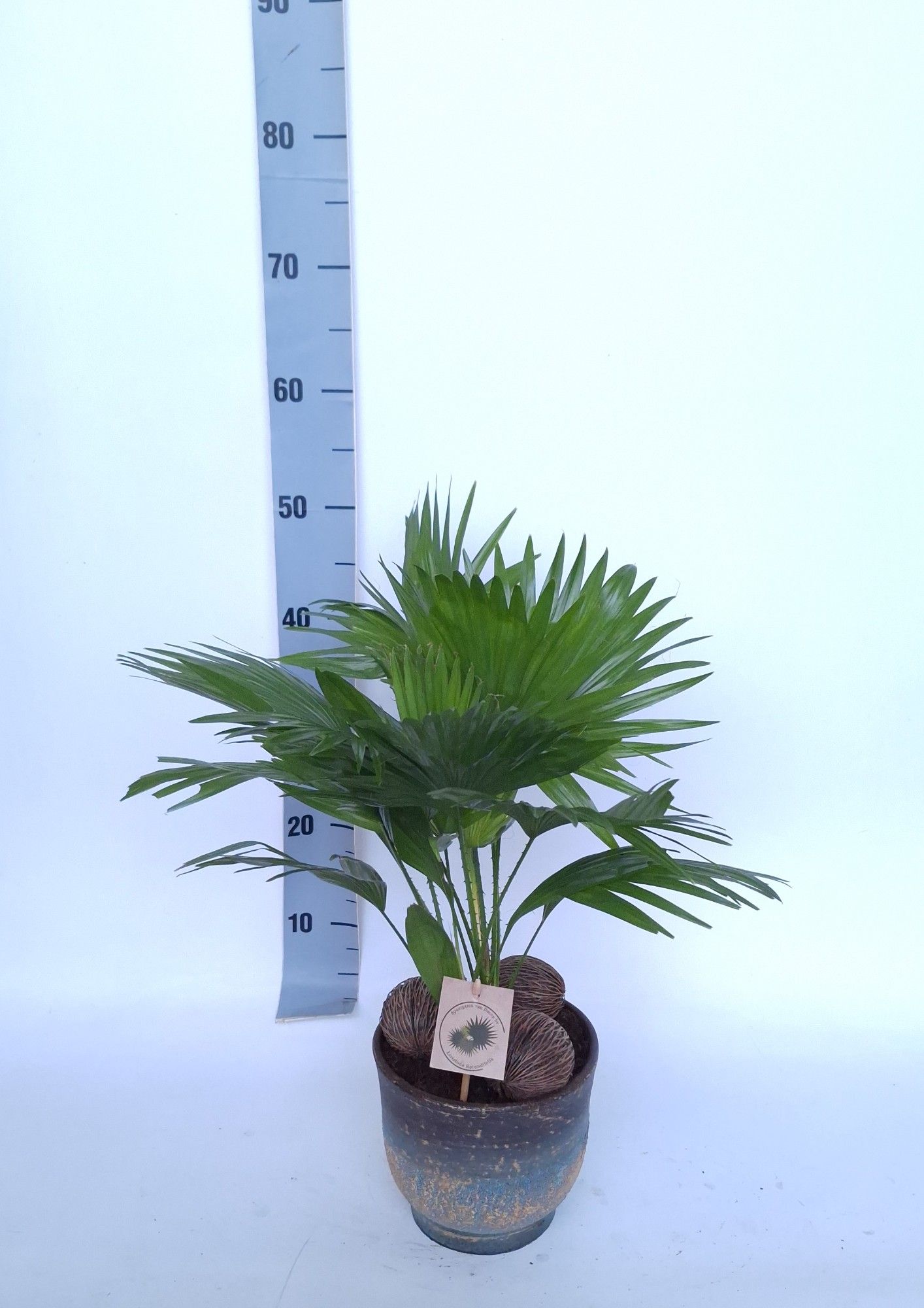 Livistona in Pot Aico bleu D17, D 17