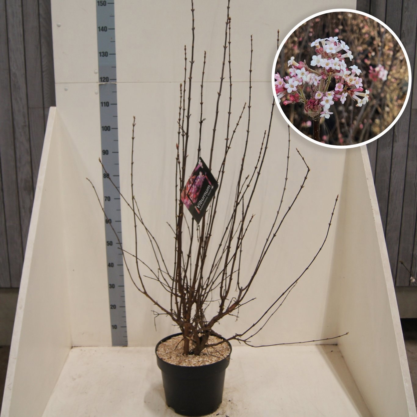 Viburnum bodn. 'Dawn', D 28