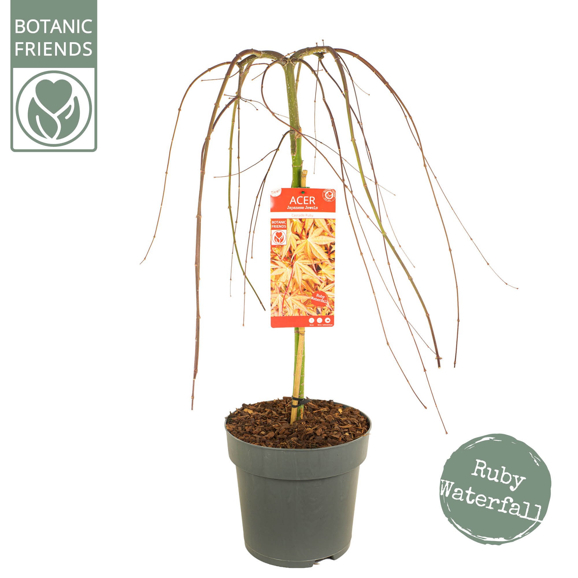 Acer palm. 'Cascade Ruby', D 29