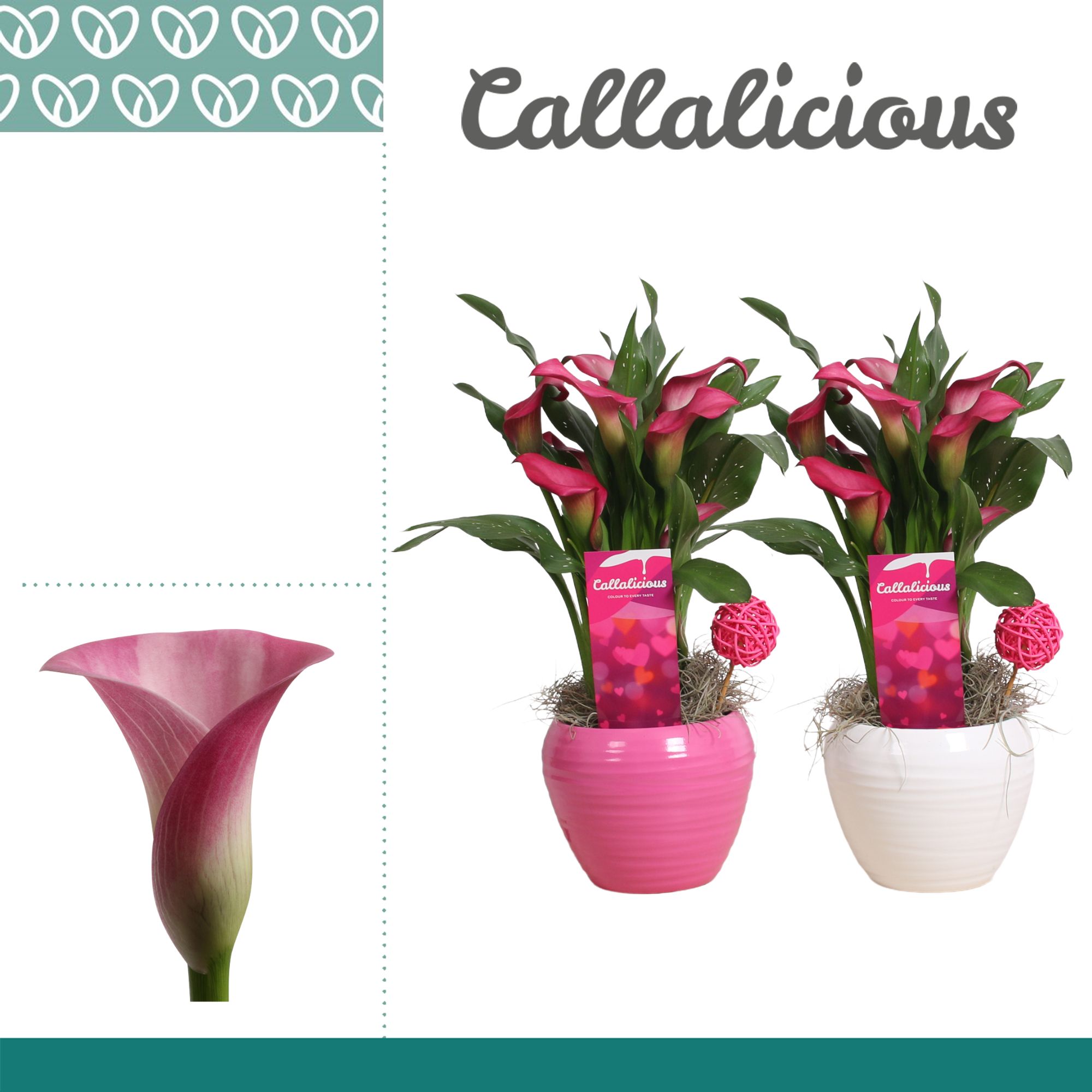 Zantedeschia (Calla) Roze in Ompot Melanie LOVE, D 12
