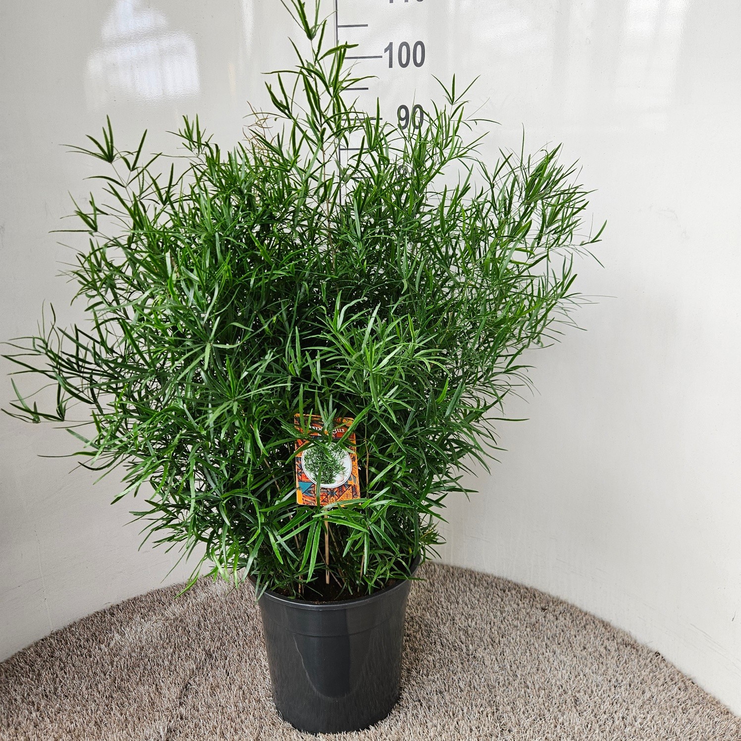 Asparagus falcatus, D 27