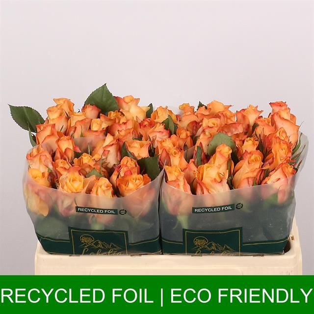 Роза од. Монализа+ 50, шт.